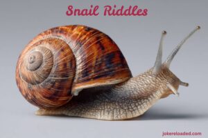 snail riddles
