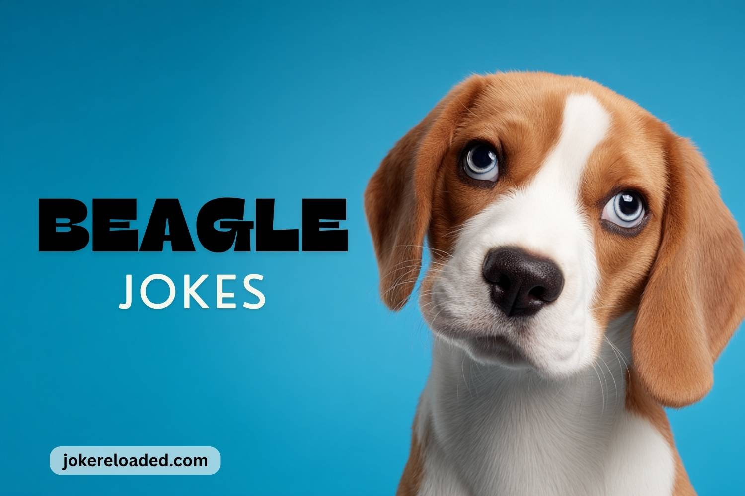 beagle jokes